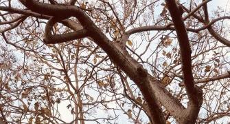 When Virat Kohli went up a tree