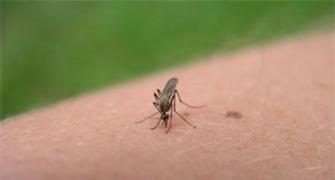 Chikungunya cripples Delhi's health, death toll climbs to 14