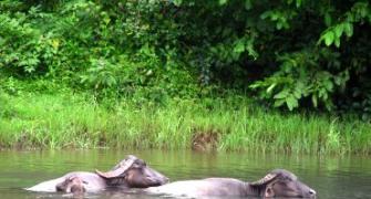 Unusual summer pics: Getting along swimmingly! 