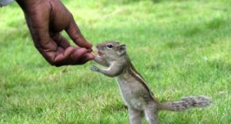 Unusual summer pics: The friendly squirrel