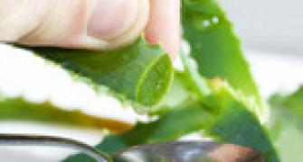 The many health benefits of aloe vera
