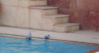 Unusual summer pics: To sip or to swim?