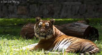 PHOTOS: The spectacular wildlife at Mysore zoo
