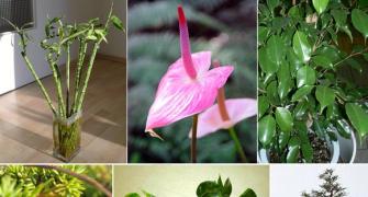 IN PICS: Now, plants for your personality types!