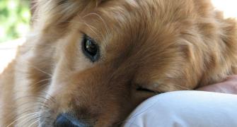 Pet therapy: How animals help us heal