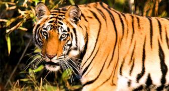 SC panel frowns on tiger safaris in wildlife parks
