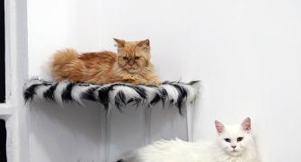 Adorable alert! Inside the world's first cat hotel
