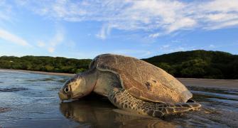 Meet the man who helped bring turtles back to Mumbai's beaches