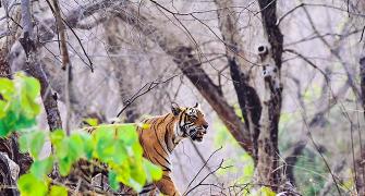 Tiger diaries: How I spotted Kumbha and Laila in Ranthambore