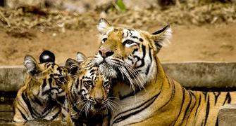Tiger diaries: Lara and her cubs