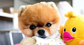 Chinese New Year: Meet the cutest dogs of Instagram