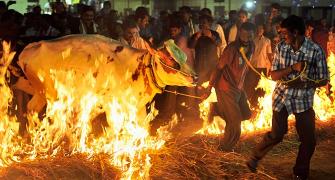 Pix: How India celebrates Makar Sankranti, Pongal, Lohri and Bihu