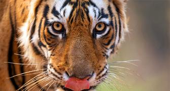 Tiger Diaries: Meet Laadli and Arrowhead from Ranthambore