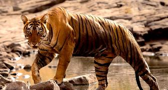 Tiger diaries: Roaring pix from Ranthambore