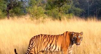Tiger diaries: A jaw dropping moment!