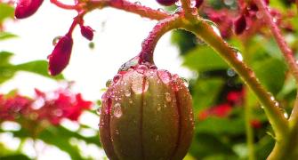 Monsoon blooms: L'il drops of joy
