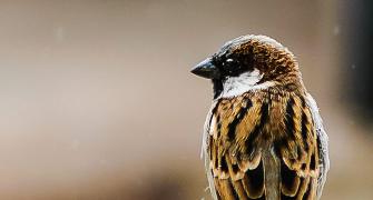 World Sparrow Day: Send us your pictures