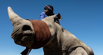Can this controversial idea save the rhinos?