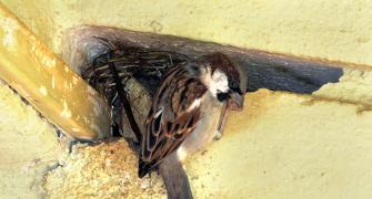 Don't miss! Adorable pics of sparrows