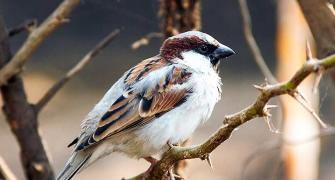 Reader photos: Sparrows in my backyard