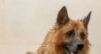 Pet pics: Meet Pintu the mischievous dog