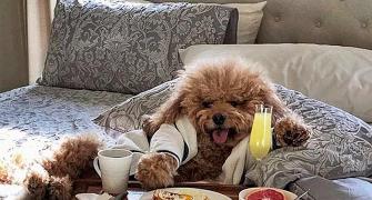 Wow! This dog lives a celebrity's life