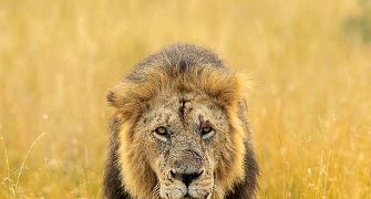 Meet the majestic lions of Maasai Mara