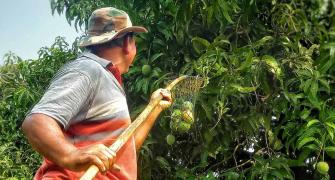 Summer Pics: Time To Pluck Mangoes!