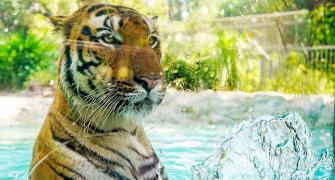 Even Tigers Feel The October Heat