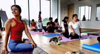 Yoga With The Kittens