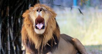 Ever Seen A Lion Yawn?