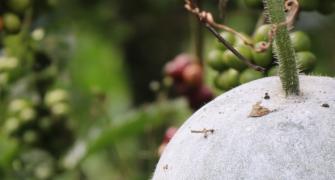 Try Ash Gourd Juice With Black Pepper This Winter