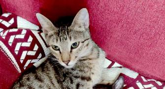 My Pet's Pic: A Cat Named Toto