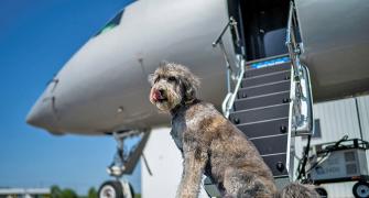 Bark Air, An Airline For Dogs!