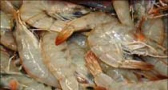 Russia lifts ban on Indian seafood imports