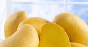 ITC to focus on tribals for export of mangoes