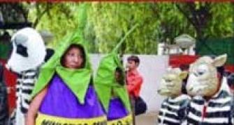 India says no to Bt brinjal, for now