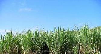 Govt may pay sugar mills to offset price rise