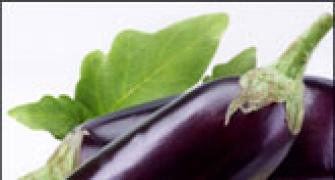 Bt brinjal and the politics of knowledge