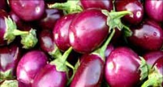 10 state governments say no to Bt brinjal 