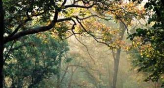 Forests in Madhya Pradesh go hi tech