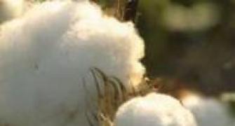 Bt cotton yield falls in Gujarat