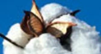 New pests hit Bt cotton: Govt lab