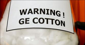 Setback for Bt cotton! Pest develops resistance