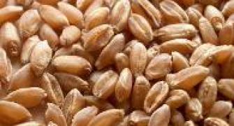 Food grains: Danger signals crop up
