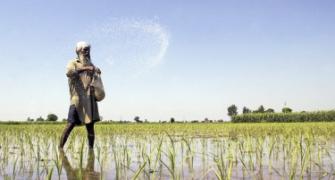 Pesticides banned abroad used in India, admits Min