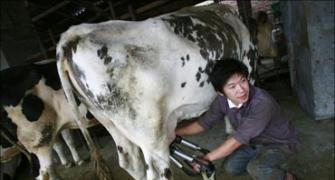 China to produce 'human milk' from GM cows!