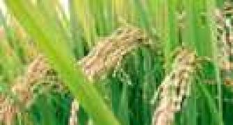 Govt to tighten screws on FDI in seed sector