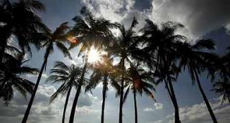 Gujarat plans to give Kerala a run for its coconuts