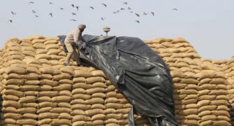 India's foodgrain stock to rise but much will rot